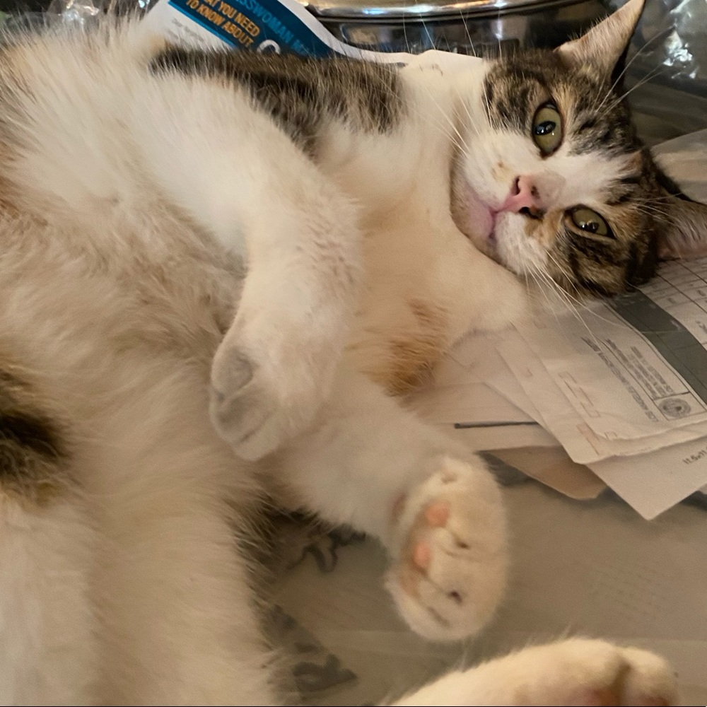 Meet your Posher, Yasmin